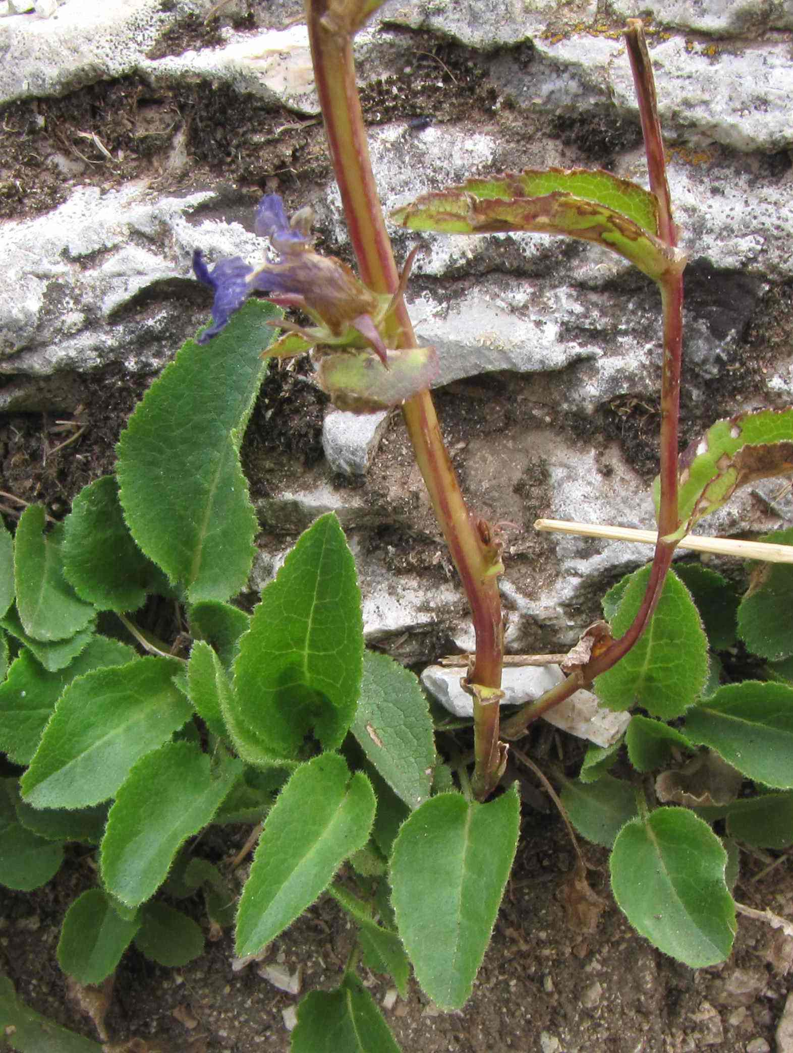 Campanula glomerata